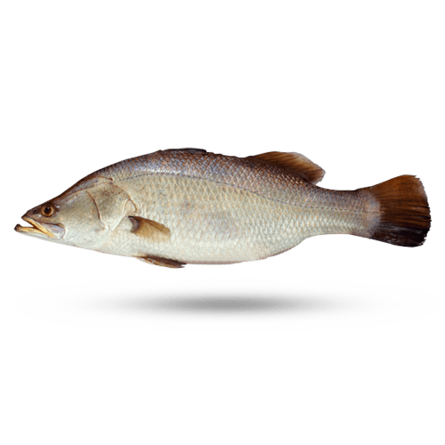 Asian Sea Bass (Daangri)