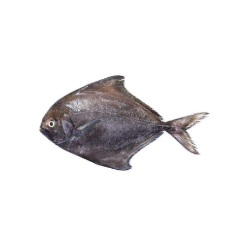 Black Pomfret (Kala Paplait)