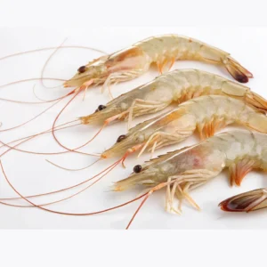 Medium Prawn