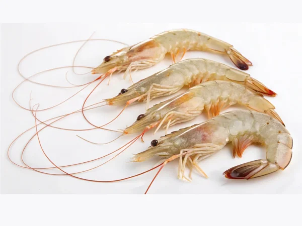 Medium Prawn