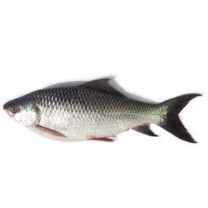 Rahu (Rohu)