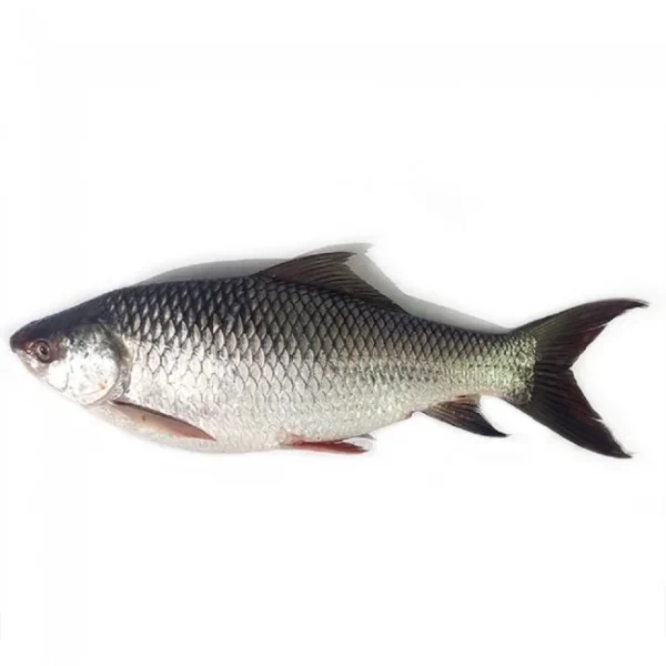 Rahu (Rohu)