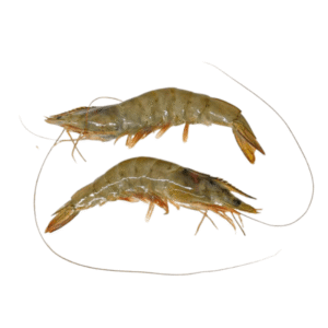 Super U8 Tiger Prawns